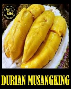 Durian Musangking